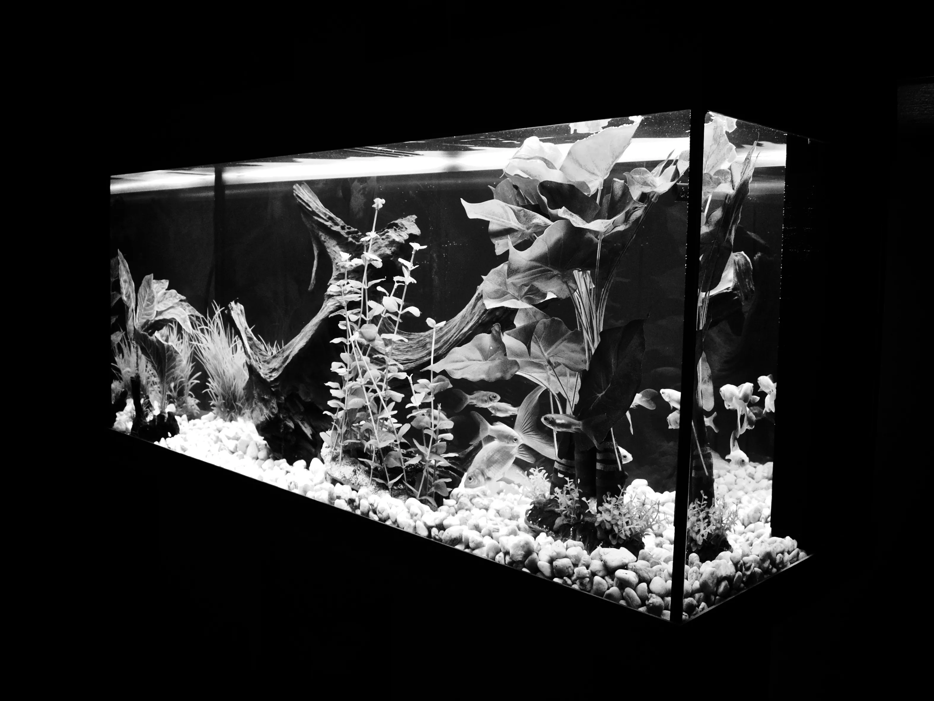Fish Tank