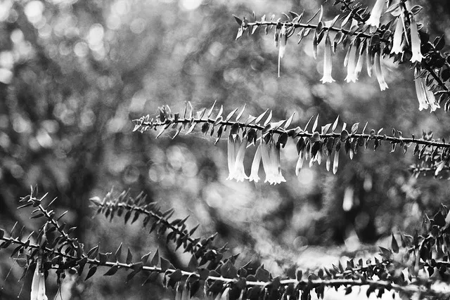 blues point reserve 5