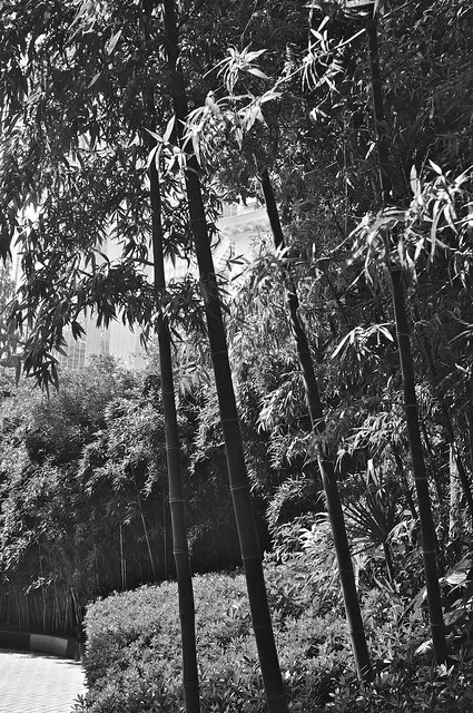 Bamboo Garden