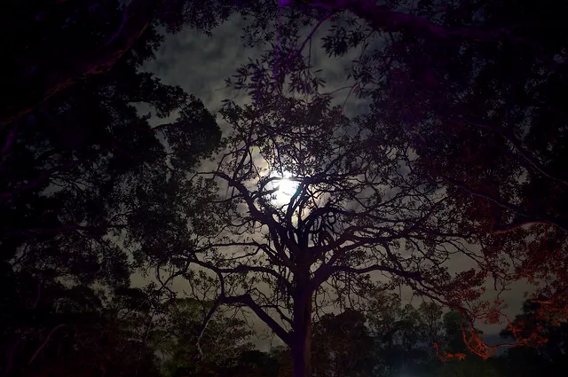 The moonlight at the Light Garden