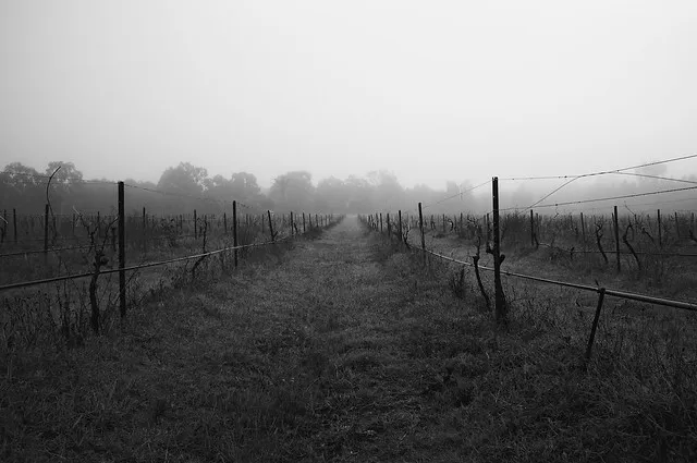 Foggy Vineyard 005