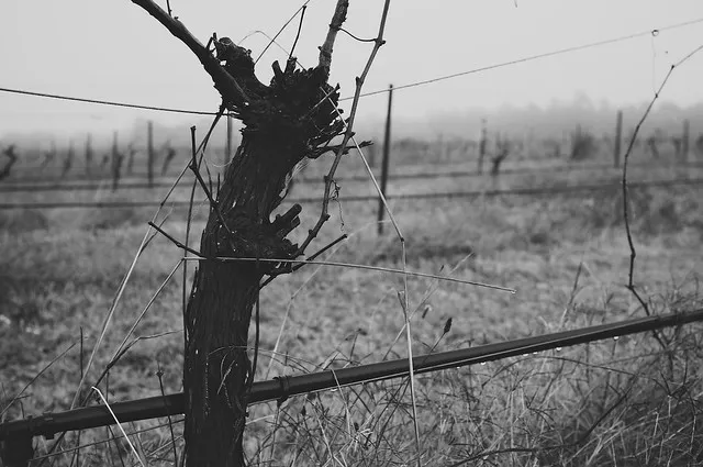 Foggy Vineyard 004