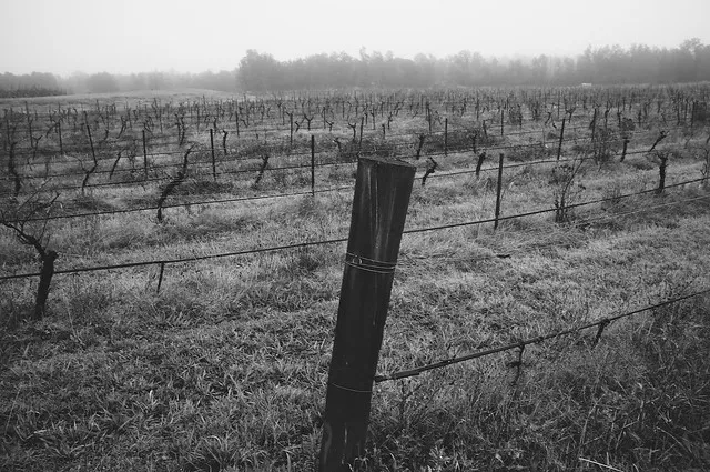 Foggy Vineyard 002