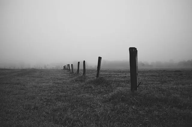 Foggy Vineyard 006