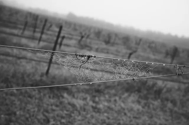 Foggy Vineyard 003