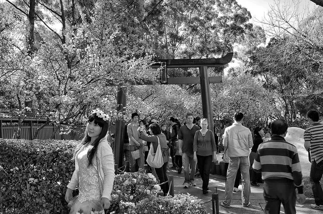 The Cherry Blossom Festival