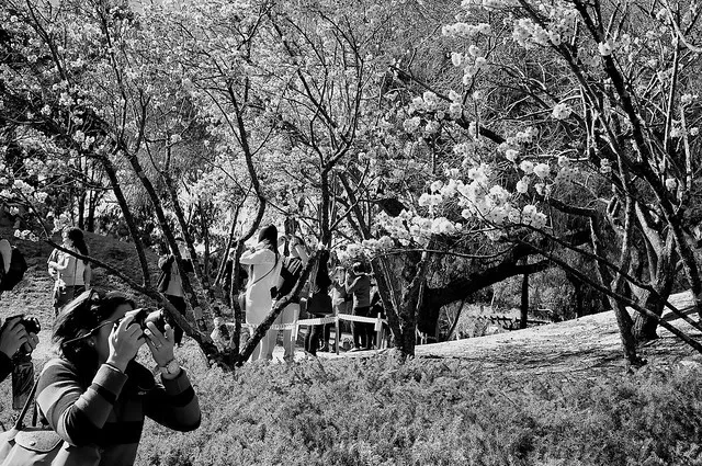 Auburn Botanical Garden 05