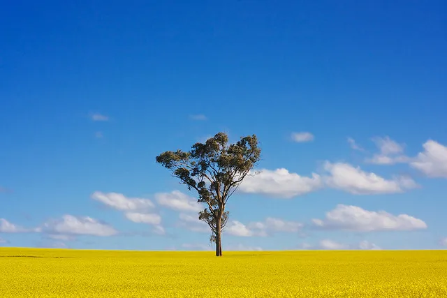 Trip to Canola Fields - Addicted To That Yellow