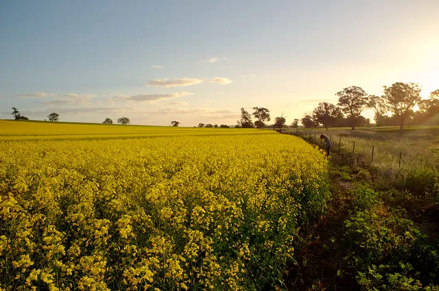 Cowra Canola Fields 004