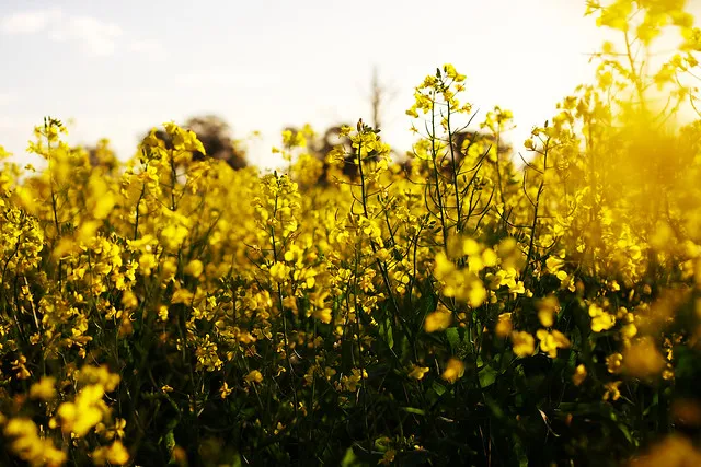 Cowra Canola Fields 003