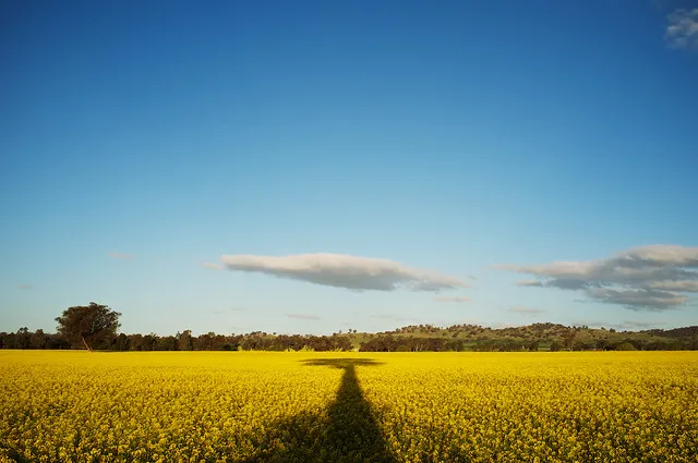 Cowra Canola Fields 002