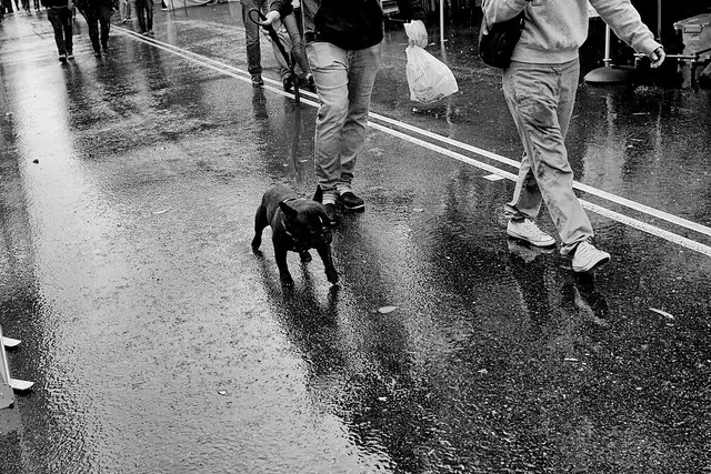 Glebe Street Fair - Wet 5
