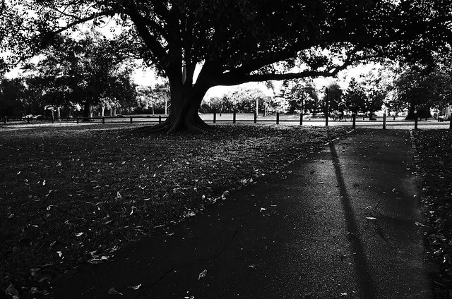 Ricoh GR High Contrast BW 2