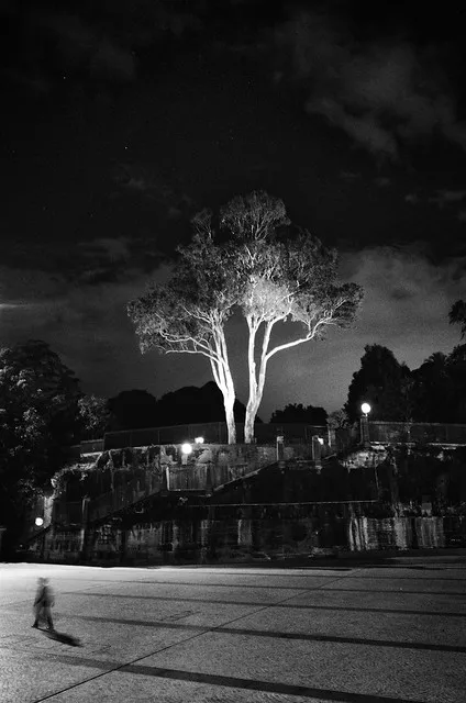 Night Tree